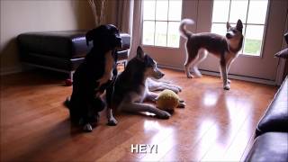 Laika Yells at Mishka - SUBTITLED