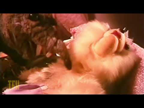 Thumbnail for video: Mike Mendez on MEET THE FEEBLES Thumbnail for video: Mike Mendez on MEET THE FEEBLES