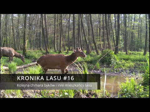 Kronika lasu #16 - Kolejna chmara byków jeleni i inni mieszkańcy lasu (fotopułapka)