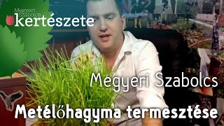 Snidling/Metélőhagyma termesztése, ápolása (Allium schoenoprasum) - Megyeri Szabolcs kertészete