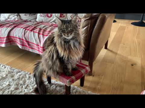 Decide For Yourself If Maine Coons Need As Much Space As Everyone Says!