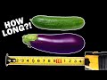 Which Animal Has The Biggest Penis