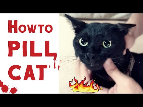 How to Pill a Cat ( DIY Cat Piller)