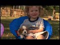 Cavalier King Charles Spaniel - DOGS 101 - Cavalier King Charles Spaniel [ENG]