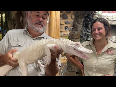 Albino Alligator has GONE ROGUE