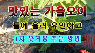 [텃밭농부 1,653]  맛있는 가을오이. 참외 재배 틀에 올려서 유인하고 1차 웃거름 주는 방법. #가을오…