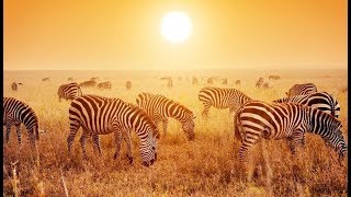 TANZANIA & ZANZIBAR