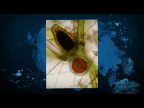 Class Charophyceae Intro