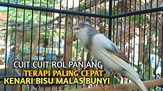 Download lagu kenari gacor panjang Cuit Cuit EMOSI, Pancingan Kenari Paud Belajar Bunyi, terapi AMPUH Kenari MACET mp3 Download lagu kenari gacor panjang Cuit Cuit EMOSI, Pancingan Kenari Paud Belajar Bunyi, terapi AMPUH Kenari MACET mp3