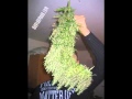 Coolio I M In Love With MaryJane