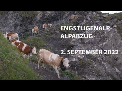 EngstligenAlp Alpabzug - Adelboden