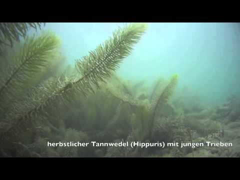Forschungstauchen im FridolfingerSee - Hydrobiologie