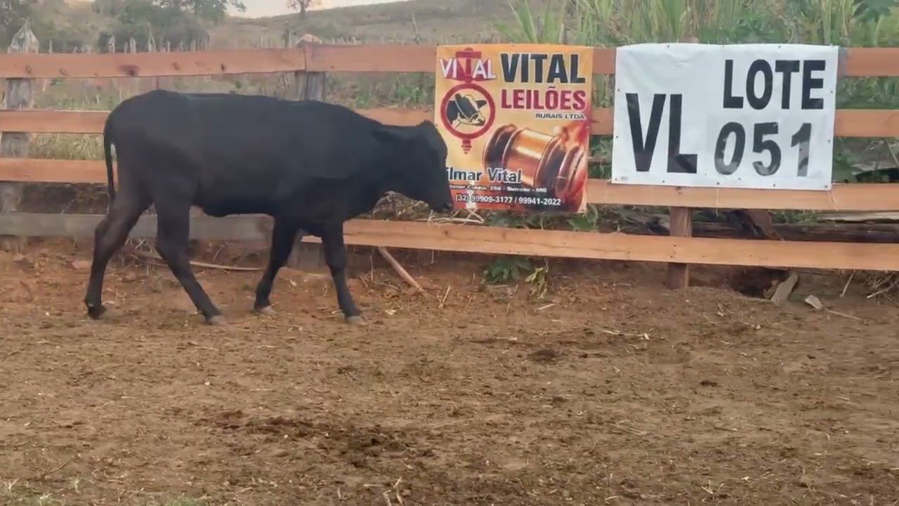 LOTE 51