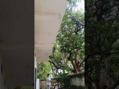 Establish bag cricket playing 