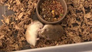 Roborovski hamster Rodents Videos