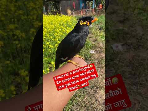 नेपालमै भेटियो मान्छेकै अगाडि एकाएक डरलाग्दो जादु देखाउने अनौठो मैना🦜 || surprise video |  Birds