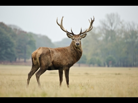 Deer hunting calls Video