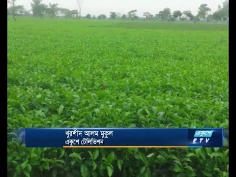 পঞ্চগড়ে কাঁচা চা পাতার ন্যায্যমূল্য পাচ্ছেন না চাষীরা
