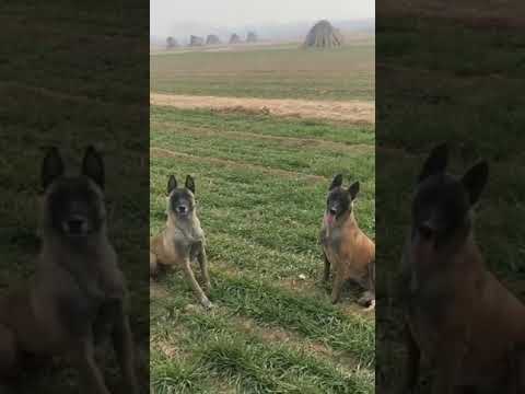 Best jumping of dogs