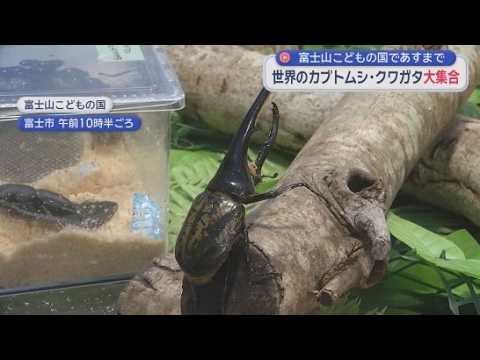 YouTube Video 「富士山こどもの国」で世界各地のカブトムシやクワガタを集めたイベント開催中　静岡・富士市