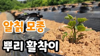 알칡 모종 뿌리 활착