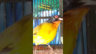 Download lagu Suara Asli Kutilang Emas mp3 Download lagu Suara Asli Kutilang Emas mp3