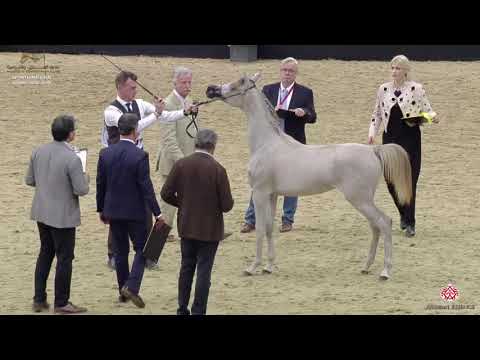N 101 LINA AT   29th Qatar Intl A H  Show 2020   Yearling Fillies Class 7A
