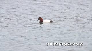 オオホシハジロとメジロガモ雑種(動画あり)