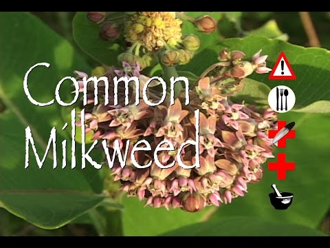 Common Milkweed: Edible, Medicinal, Cautions & Other Uses