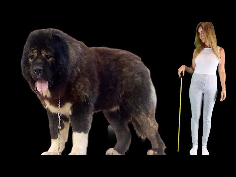 Top 10 TALLEST DOGS in the WORLD / Measured & Compared/ Tibetan Mastiff, Caucasian Shepherd, Alabai