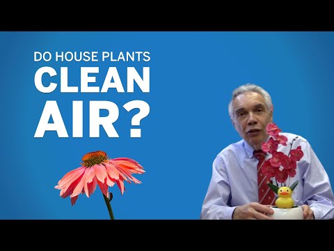 Dr. Joe Schwarcz: Do house plants clean the air?