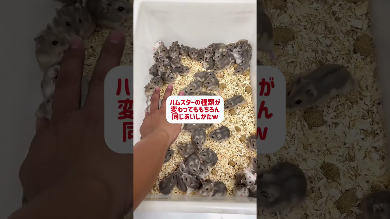 #ハムスター好きと繋がりたい #ハムスター #ハムスター日記 #ハムスターかわいい面白い #かわいい #ハムスターのいる生活 #癒し #ドワーフハムスターショート動画 #ハムスターの赤ちゃん
