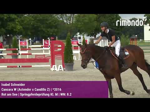 Qualifikation zum Bundeschampionat der 5-jährigen Springpferde in Rot am See