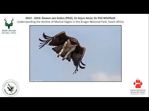 Wild Chat: Together Apart - Eagles on the line: Understanding and conserving Africa’s largest eagle