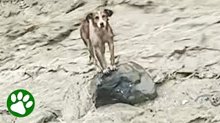 Terrified dog rescued from rock in the middle of raging river