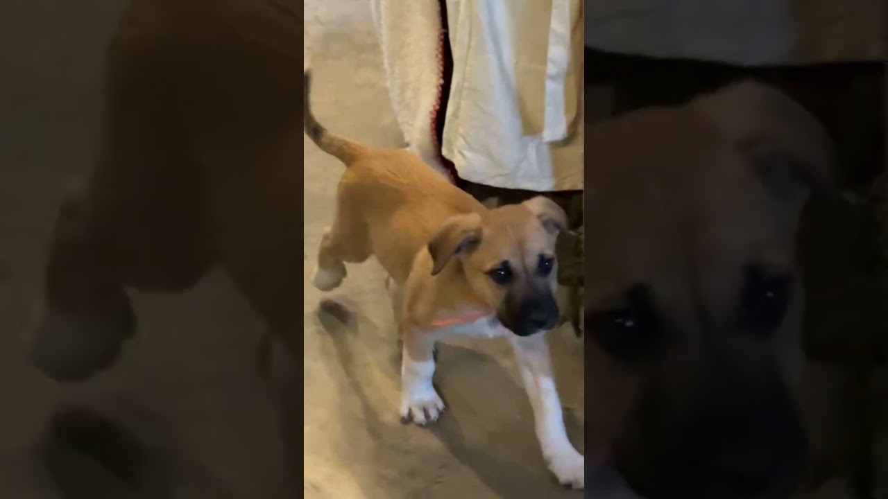 Enlarge Alfalfa, an adopted mixed breed in Texarkana, TX video 2/2