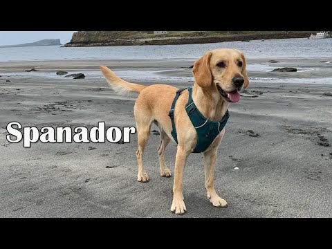 Lab Mix With Cocker Spaniel