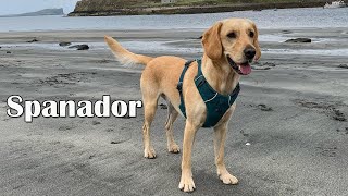 Complete Guide To The Cocker Spaniel Lab Mix | Cockador, Cockerdor and Spanador