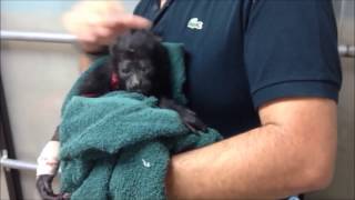 preview picture of video 'Coco, a monkey Congo to death.'