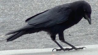 Crows (Part1)