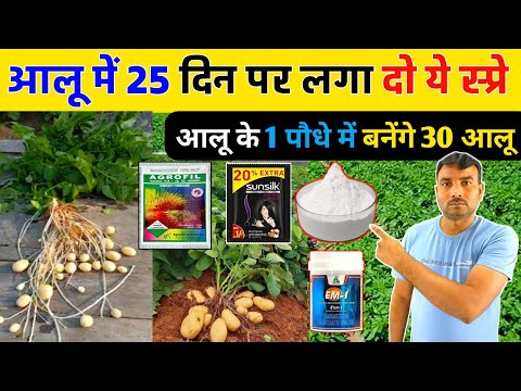 आलू में 25 दिन पर लगा दो ये स्प्रे | आलू के 1 पौधे में बनेंगे 30 आलू!Aalu mein pahle spray kab kare