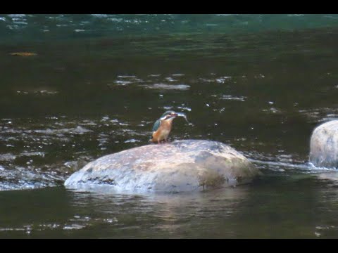 カワセミMOVIE 210905AM