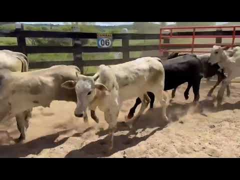 144 Garrotes Nelores na Balança Viva a 13 reais em Xexéu/ Pernambuco. Média 10@. ZAP 84 99810 2784