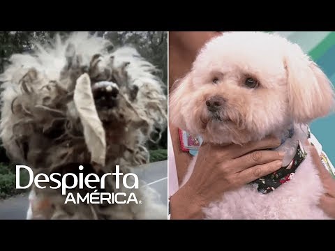 Incredible survival stories of Venezuela's stray dogs