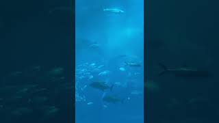2026年6月2日 海遊館ジンベイザメの餌やり#shorts #osaka #kaiyukan #whaleshark #feeding