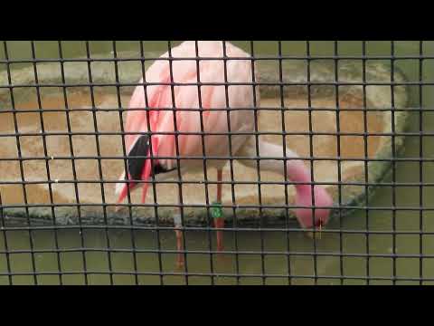 Plameniak Jamesov (Phoenicoparrus jamesi) — puna flamingo