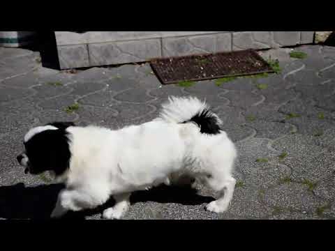 Tibet Spaniel Welpe kaufen