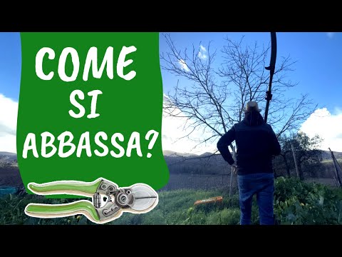 POTARE per ABBASSARE piante grandi... SENZA CAPITOZZATURA