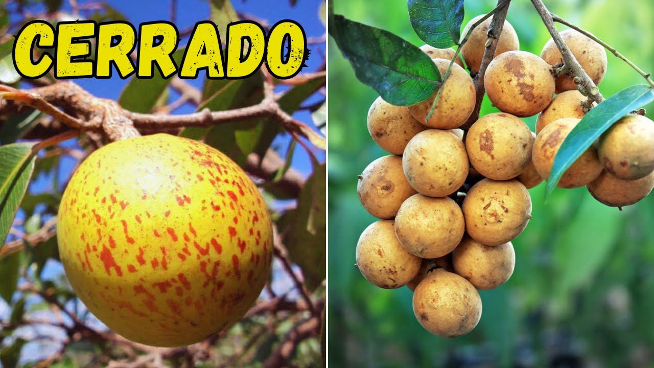 20 FRUTAS INCRÍVEIS E CURIOSAS NATIVAS DO CERRADO BRASILEIRO