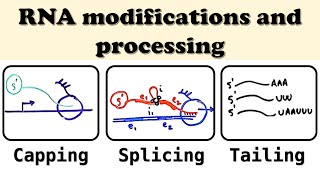 Eukaryotic RNA processing and modifications - Transcription